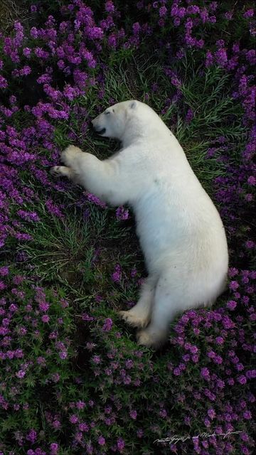 Science girl on Twitter: "What do polar bears do in Summer? Photographer Martin Gregus documented the lesser depicted side of polar bears, from cooling off in tidal pools to sleeping in purple fields fireweed flowers https://t.co/MANxXrnlYf" / Twitter Polar Bear Tattoo, Churchill Manitoba, Manitoba Canada, Canada Destinations, Bear Tattoo, White Bear, Grizzly Bear, Take A Nap, Churchill