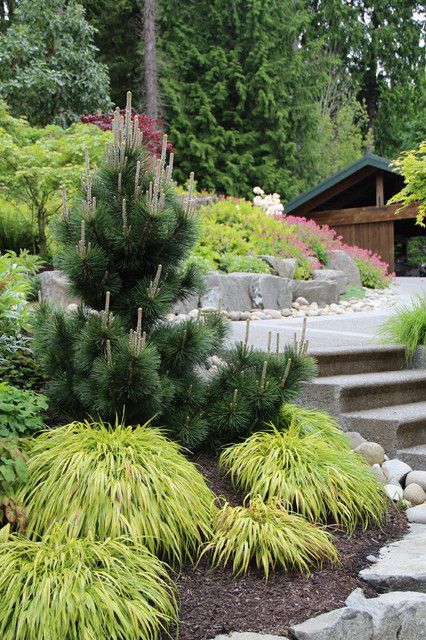 Designing With Conifers: Exploring Color Conifers Garden, Evergreen Garden, Stone Steps, Grasses Landscaping, Easy Landscaping, Traditional Landscape, Landscaping Tips, Landscape Projects, Shade Garden