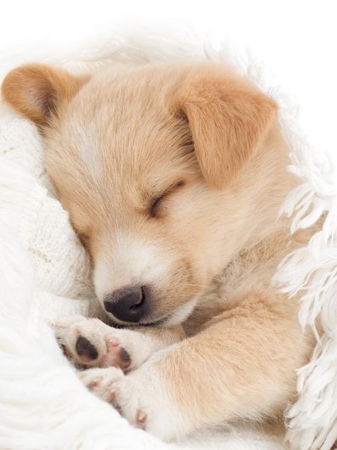 Puppies Sleeping, Cute Dog Sleeping, Sleepy Dog, Sleepy Dogs, Sleeping Animals, Super Cute Dogs, Puppy Images, Sleeping Puppies, Puppy Dog Eyes