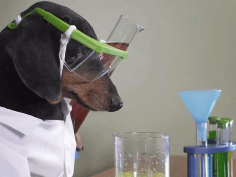 Science Gif, Dog Science, Health Benefits Of Cherries, News Quotes, Dog Humor, Lab Safety, Job Info, Science Party, Silly Dogs