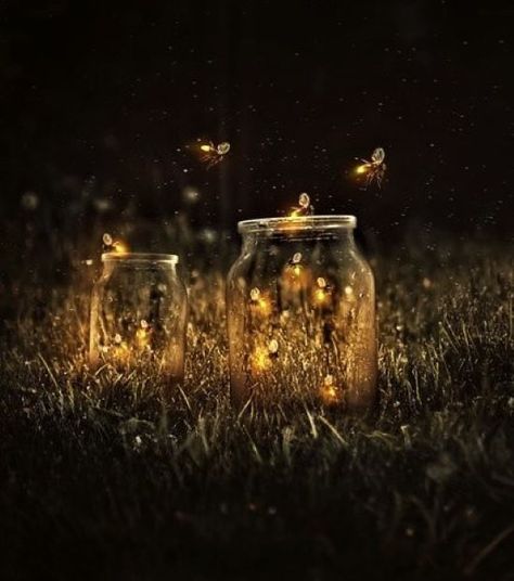 Firefly, Fairy Lights, At Night, Photoshop