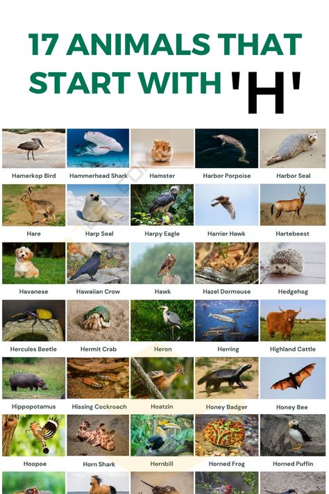 Have you ever wondered what animals that start with H? We all know the animals that start with A, B, and C, but what about the animals that start with H? Horn Shark, Hercules Beetle, Hognose Snake, Harpy Eagle, Howler Monkey, Sea Snake, Harp Seal, Fun Facts About Animals, Some Interesting Facts