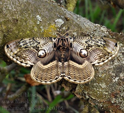 Brahmaea japonica Japanese Owl moth イボタガ Impala Tattoo, Owl Moth, Fly Butterfly, Rosy Maple Moth, Spider Mums, Butterfly Eyes, Cool Insects, Insect Wings, Moth Wings