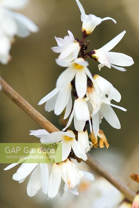 Abeliophyllum distichum Abeliophyllum Distichum, Plant Photography, Cool Plants, Winter Garden, Drake, Garden Plants, Gap, Stock Photos, Plants