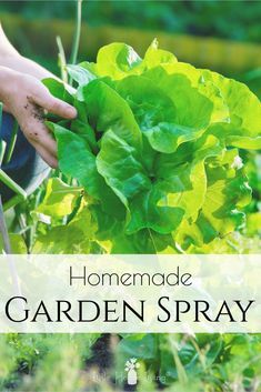 Garden Bug Spray, Bug Spray For Plants, Garden Pest Spray, Homemade Bug Repellent, Pest Spray, Homemade Bug Spray, Diy Bug Spray, Frugal Gardening, Plant Bugs