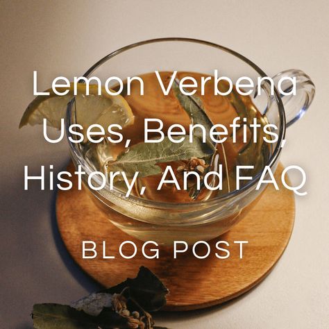 Lemon Verbena FAQ — Zhi Herbals Lemon Verbena Tea Benefits, Lemon Verbena Uses, Lemon Verbena Plant, Lemon Verbena Tea, Verbena Plant, Storing Lemons, Moroccan Garden, Benefits Of Lemon, Lemon Health Benefits