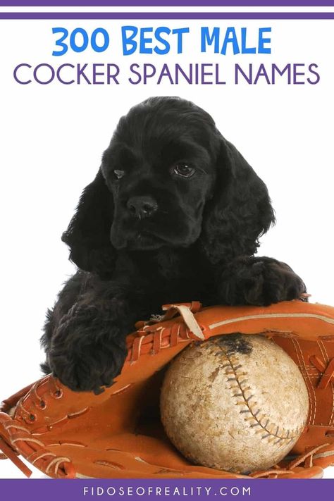 300 Best Male Dog Names For Cocker Spaniels - Fidose of Reality Boykin Spaniel Names, Cocker Spaniel Names, Boy Puppy Names Unique, Best Male Dog Names, Black Cocker Spaniel Puppies, Puppy Names Unique, Boy Puppy Names, Male Dog Names, Best Boy Names