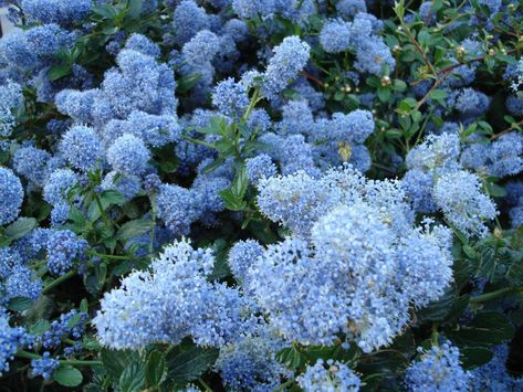 Ceanothus: A Guide to Growing California Lilacs Connecticut Coast, House California, Edible Grass, Stucco House, California Lilac, Paint Makeover, Red Twig Dogwood, Twig Dogwood, Garden Birdhouses