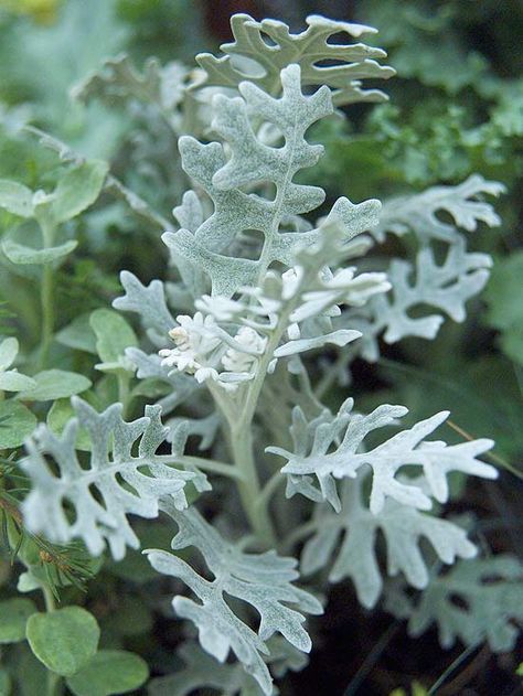 Dusty Miller This is a nice thing to plant amongst flowers - makes a nice contrast.  Grows easy Licorice Plant, Japanese Painted Fern, Helichrysum Italicum, Silver Plant, Red Geraniums, Dusty Miller, Moon Garden, Have Inspiration, White Gardens