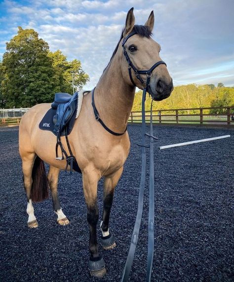 Buckskin Horses, Buckskin Horse, Show Jumping Horses, Reining Horses, Cute Horse Pictures, Beautiful Horse Pictures, Palomino Horse, Rodeo Horses, Horse Aesthetic