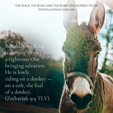 The Triumphal Entry at the Mount of Olives - FaithGateway The Triumphal Entry, Triumphal Entry, Jesus Wept, Kathie Lee Gifford, Mount Of Olives, Online Bible Study, A Donkey, Bride Of Christ, Daily Bible Study