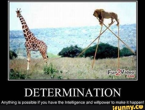 DETERMINATION Anylhmg is possible i! you have lhe !nlelligence and wiupoweno make it happen' – popular memes on the site iFunny.co #undertale #gaming #determination #anylhmg #possible #lhe #wiupoweno #make #happen #pic Funny Motivational Memes, Workout Memes Funny, Fitness Memes, Motivational Memes, Funny Motivation, Relationship Topics, Demotivational Posters, Motivational Images, Workout Memes