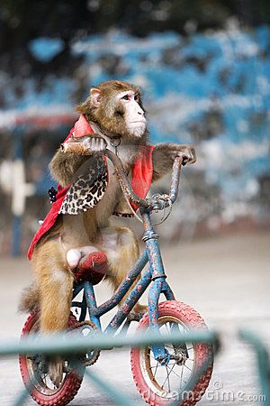 Is this monkey happy?  I think not. Circus Monkey, Old Circus, Halloween Circus, Circus Wedding, Circus Train, Night Circus, Circus Animals, Clowning Around, Circus Theme