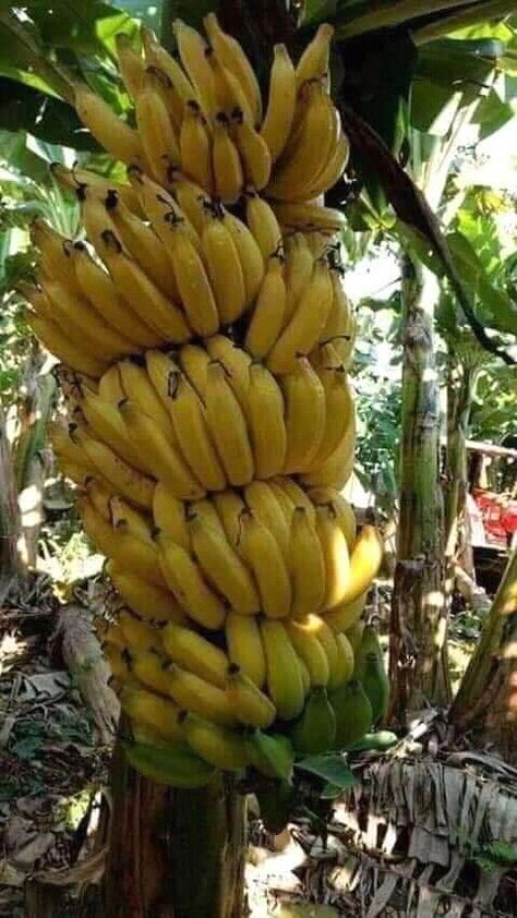 Banana Fruit, Banana Plants, Banana Tree, Beautiful Fruits, Green Vegetables, Fruit Plants, Fruit Drinks, Exotic Fruit, Fruit Garden