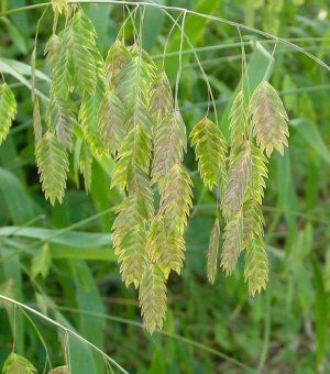 Northern Sea Oats. 2 -3 ft. Like moist to wet soil. Northern Sea Oats, Ohio Native Plants, Mid Century Garden, Front Yard Inspiration, Garden Design Diy, Austin Garden, Rabbit Resistant Plants, Partial Sun Perennials, Dry Shade Plants