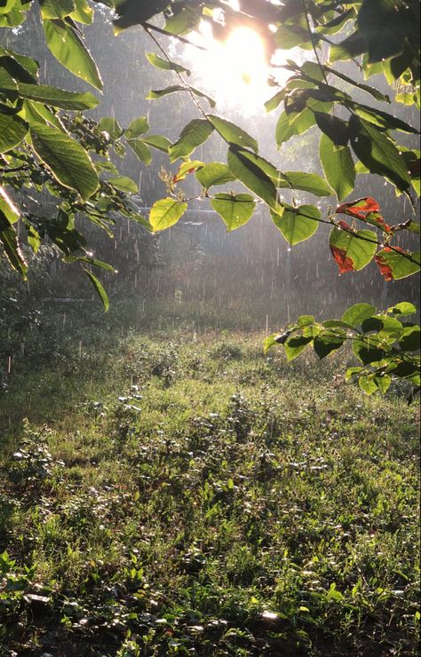 Rainy Spring Aesthetic, Rainy Garden, Rainy Spring, Camping In The Rain, Cold Rain, Home Greenhouse, Spring Rain, Grass Field, Walking In The Rain