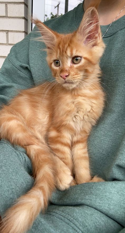 4 month old red self maine coon 4 Month Old Kitten, Cat Language, 4 Month Olds, Kitty Cats, 4 Months, Maine Coon, Aesthetic Photo, Maine, Kittens