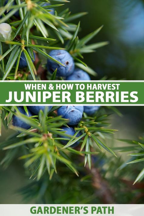 A close up vertical image of a cluster of ripe juniper berries growing in the garden pictured on a soft focus background. To the center and bottom of the frame is green and white printed text. Juniper Plant, Wild Food Foraging, Preserving Herbs, Juniper Berries, Berries Recipes, Growing Plants Indoors, Wild Edibles, Juniper Berry, Wild Food