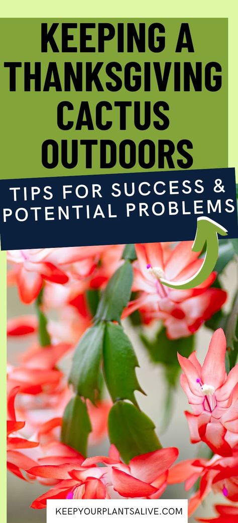 Curious about how to care for your Thanksgiving cactus outdoors? Let’s explore whether it’s possible to keep your Thanksgiving cactus in an outdoor setting and the important considerations to ensure its well-being! Thanksgiving Cactus Care, Easter Cactus, Thanksgiving Cactus, Holiday Cactus, Cactus Care, Outdoor Setting, Garden Tips, Outdoor Settings, Cactus Plants