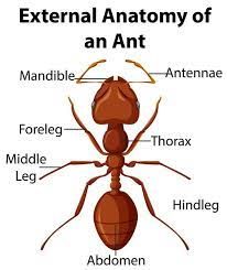 Ant Anatomy, Insect Body Parts, Insect Anatomy, Bug Identification, Study Anatomy, Ant Art, Study Biology, Sunrise Pictures, Animal Model