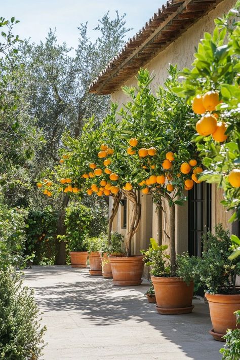 Italian Courtyard, Mediterranean Garden Design, Tuscan Garden, Italian Garden, Garden Inspo, Mediterranean Garden, Orange Tree, Garden Oasis, Garden Trees