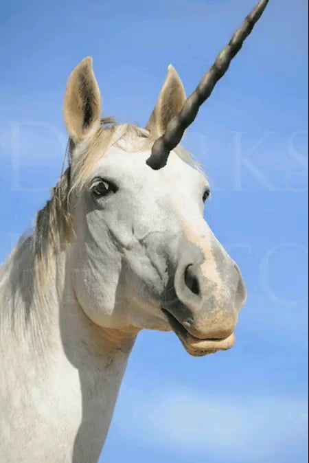 Horse Face Front View, Horse Head Front View, Head Front View, Animal Reference, Unicorn Head, Horse Face, Unicorn Face, Horse Drawings, White Horse