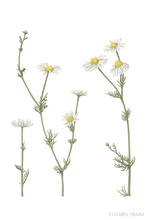 #camomile Camomile Tattoo, Camomile Drawing, White Flowers Drawing, Chamomile Drawing, Camomile Illustration, Chamomile Watercolor, Chamomile Illustration, Daisy Flower Drawing, Aster Tattoo