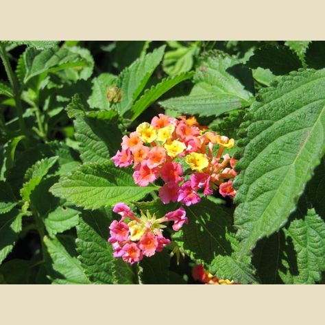 Lantana camara 'Confetti' Harmful Insects, Lantana Camara, Magenta Flowers, How To Attract Birds, Flowers Beautiful, Sun And Water, Water Flowers, Types Of Plants, Healthy Plants