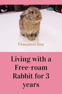 Rabbit Free Roam, Rabbit Needs, Free Roam Bunny, Rabbit Set Up Indoor Free Roam, Free Roam Rabbit Set Up In Bedroom, Free Roam Rabbit Set Up, Free Roam Bunny Set Up Bedroom, Free Roam Bunny Set Up, Bunny Living Room Indoor Rabbit