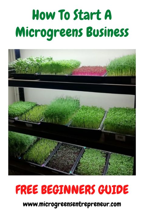 Microgreens Business Ideas, Indoor Farming At Home, Starting Microgreens, Microgreen Business, Microgreens Business, Microgreens Growing, Microgreens Garden, Hydroponic Grow Systems, Growing Sprouts