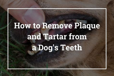 How To Remove Plaque From Dogs Teeth, Dog Tartar Removal Diy, How To Clean Dogs Teeth At Home, Clean Dogs Teeth, How To Remove Plaque, Diy Facial Hair Removal, Tooth Infection, Dogs Ears Infection, Plaque Teeth