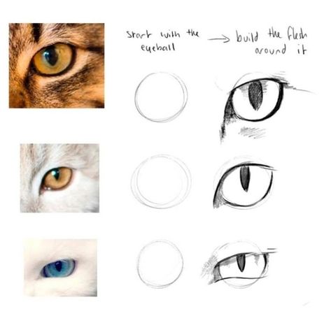 Cat Eyes Reference Drawing, Cat Eyes Reference, How To Draw Cats Step By Step, Cat Eye Drawing, Cat Pupils, Cat Eyes Drawing, Eyes Reference, Eye Study, Eye Anatomy