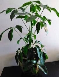 Umbrella Tree Houseplant, Tree Houseplant, Umbrella Plant, Plant Vessels, Umbrella Tree, Tropical Tree, Big Leaves, Top Soil, Tall Plants