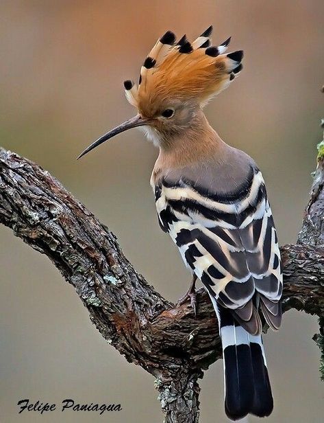 Hoopoe Bird, Forest Kingdom, Woodpeckers, Exotic Bird, Rare Birds, Beautiful Bird, Nature Birds, Bird Pictures, Exotic Birds