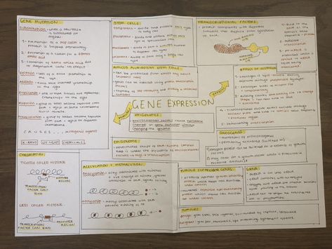 Gene Expression Notes, A Level Biology Revision, A Level Biology, Biology Revision, Mcat Study, Gene Expression, Revision Notes, Science Notes, Biology Notes