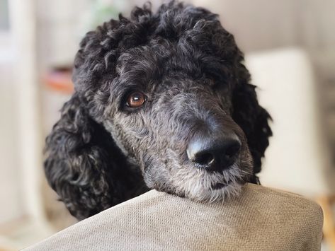 Poodle Clean Face, Newfypoo Haircut, Poodle Shaved Face, Short Poodle Cuts, Poodle Face Grooming, Short Poodle Haircut, Momo Haircut, Mini Poodle Haircut, Shaved Poodle