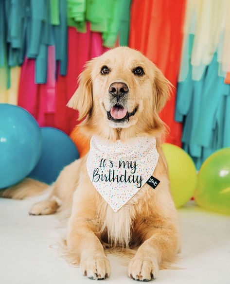 Dog 1st Birthday Pictures, Dog's First Birthday, Dog 2nd Birthday Photoshoot, Senior Dog Birthday Party, Birthday Bandana For Dogs, Dog Bday Ideas, Birthday Dog Bandana, Birthday Dog Pictures, Dog Birthday Picture Ideas