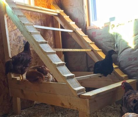 Diy Chicken Perch, Chicken Perch, Chicken Perches, Urban Chicken Farming, Chicken Roost, Chicken Pen, Backyard Chicken Coop Plans, Silkie Chickens, Chicken Coop Run