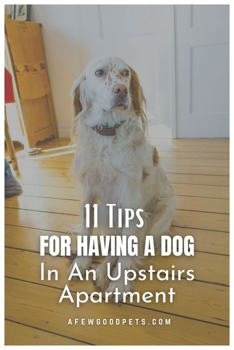 Small Apartment With Dog, Apartment Pet Hacks, Small Apartment Dog Ideas, Apartment Living With Dogs, Dog Friendly Apartment Ideas, Dog Nook Ideas Apartment, Apartment Dog Hacks, Apartment With Dog, Dog Apartment Hacks