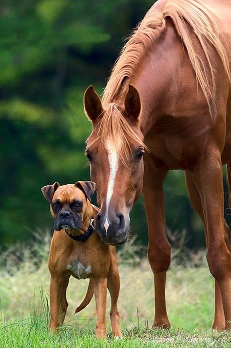 Regard Animal, Bulldog Francese, Animals Friendship, Horses And Dogs, Pretty Horses, Puppy Pictures, Horse Pictures, Boxer Dogs, Horse Love