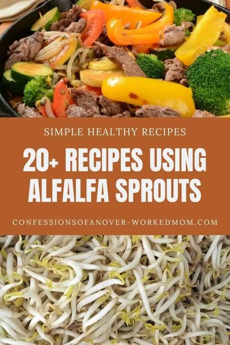 Looking for uses for sprouts? Check out these alfalfa sprouts recipes for the best way to use them in your next meal or snack. What To Make With Bean Sprouts, Recipes For Sprouts, Sprouts Recipes Alfalfa, Sprout Recipes Alfalfa, Broccoli Sprouts Recipes Dishes, How To Use Sprouts, Ways To Eat Sprouts, Recipes Using Sprouts, Meals With Sprouts