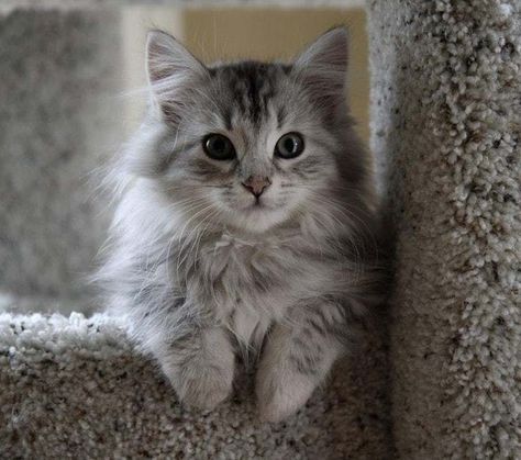 Cutest Kitten Breeds, Types Of Kittens, Gato Munchkin, Funny Kitties, Siberian Kittens, Kitten Breeds, Siberian Cats, Hypoallergenic Cats, Gatto Carino