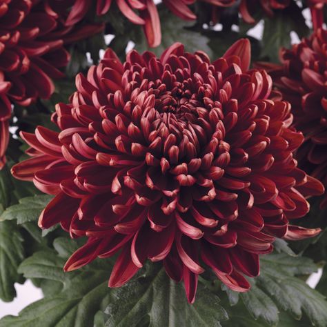 Red Chrysanthemum Aesthetic, Chrysanthemum Indicum, Christ Centered Wedding, Germinating Seeds, Red Chrysanthemum, Potted Mums, Japanese Chrysanthemum, Nothing But Flowers, Chrysanthemum Flower