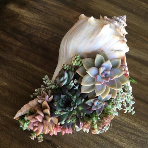 Succulent Ideas, Succulent Garden Design, نباتات منزلية, Succulent Centerpieces, Succulent Garden Diy, Colorful Succulents, Succulent Gardening, Succulent Arrangements, Seashell Crafts