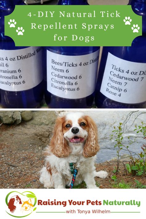 Diy Essential Oil Flea And Tick Spray For Dogs, Diy Tick And Flea Repellent For Dogs, Dog Tick Repellant Diy, Dog Tick Spray, Homemade Tick Repellent For Dogs, Dog Repellent Spray For Yard, Natural Tick Repellent For Dogs, Natural Tick Repellant For Dogs, Diy Tick Spray For Dogs