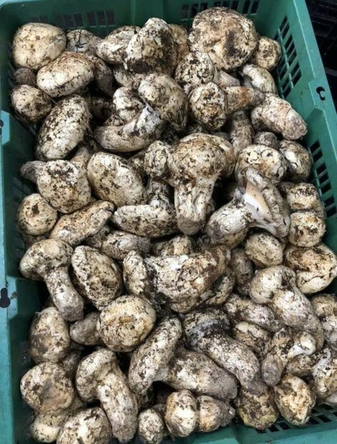 The Power of Matsutake Mushrooms In Medicinal Use - Foraged - Foraged Growing Mushrooms Indoors, Matsutake Mushroom, Cook Mushrooms, Mushroom Guide, Mushroom Identification, Mushroom Recipes Pasta, Chicken Of The Woods, Mushroom Risotto Recipes, Mushroom Spores