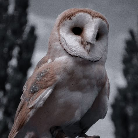 Bird Aesthetic Dark, Toh Aesthetic, Owl Aesthetic, Big Cat Species, Harry Potter Au, Barn Owls, Harry Potter Dr, Owl Pet, Hogwarts Legacy