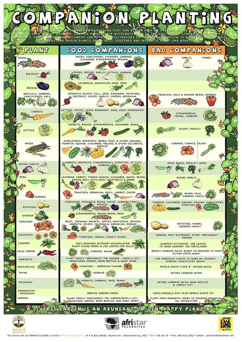 Companion Planting Reference Guide – Garden Tower Planting Layout, Companion Planting Guide, Companion Planting Chart, Common Garden Plants, Companion Planting Vegetables, Garden Companion Planting, Tattoo Plant, Planting Guide, Garden Layout Vegetable