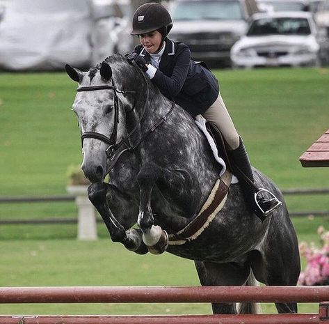 Hunter jumper equitation Hunter Jumper Aesthetic, Hunter Jumping, Riding Aesthetic, Dapple Grey Horses, Hunter Jumper Horses, Jumping Horses, Hunter Horse, Grey Horses, Equestrian Dressage