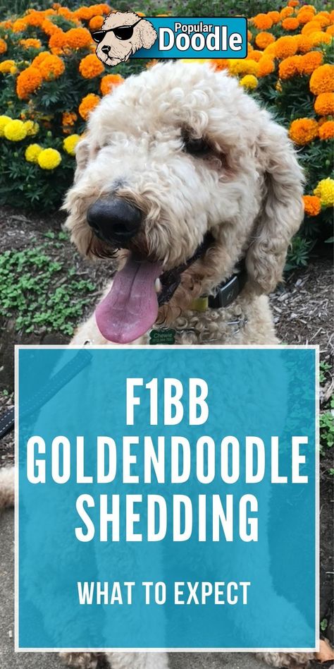 F1bb Goldendoodle Mini, F1bb Goldendoodle, Goldendoodle Full Grown, English Goldendoodle, Doodle Dog Breeds, Red Goldendoodle, Poodle Mix Breeds, Poodle Mix Puppies, Goldendoodle Grooming